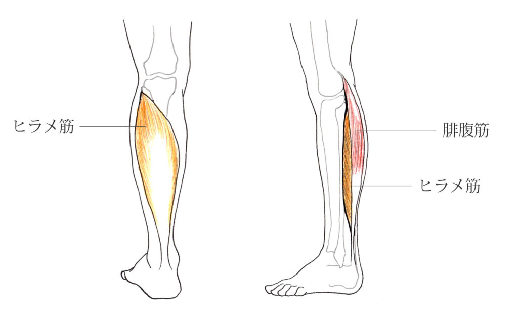 ふくらはぎの筋肉「腓腹筋・ヒラメ筋・足底筋」の役割と特徴