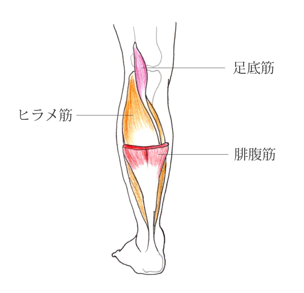 ふくらはぎの筋肉 腓腹筋 ヒラメ筋 足底筋 の役割と特徴 やまは