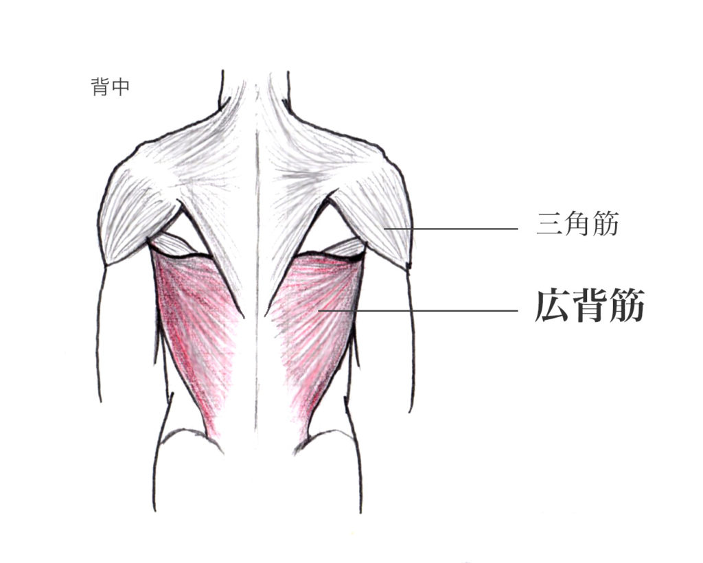 広背筋 の作用と解剖図