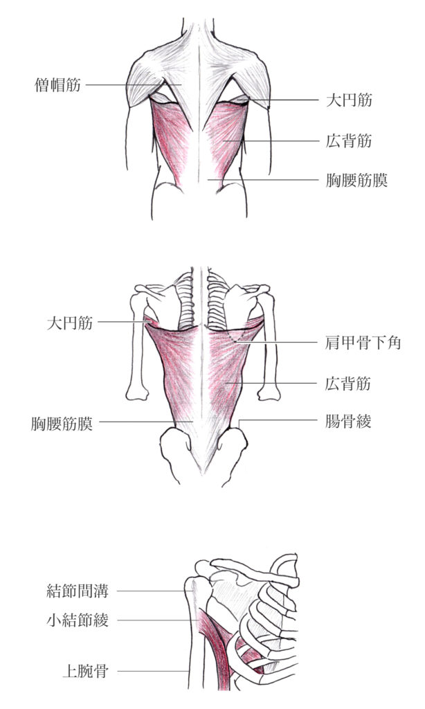 広背筋の作用と解剖図【起始と停止】 やまはたブログ