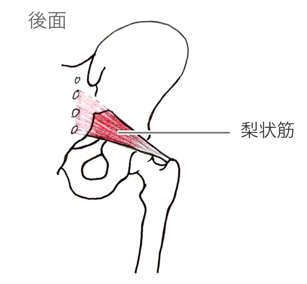 姿勢の歪み 腰痛改善など万能な筋肉 梨状筋をストレッチするコツ