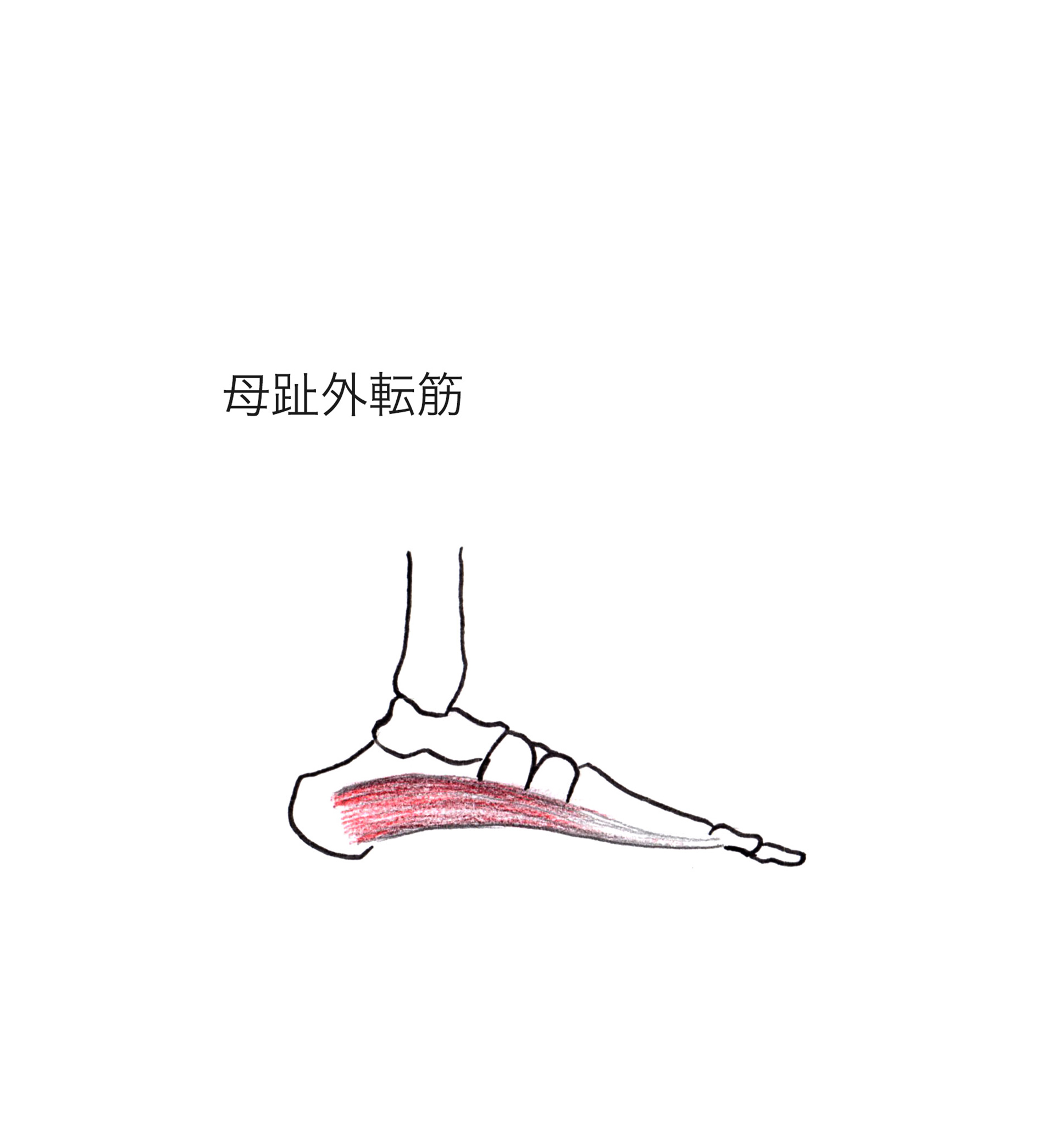 【土踏まずのアーチを保ち、走る推進力を向上させる筋肉】母趾外転筋の特徴と作用