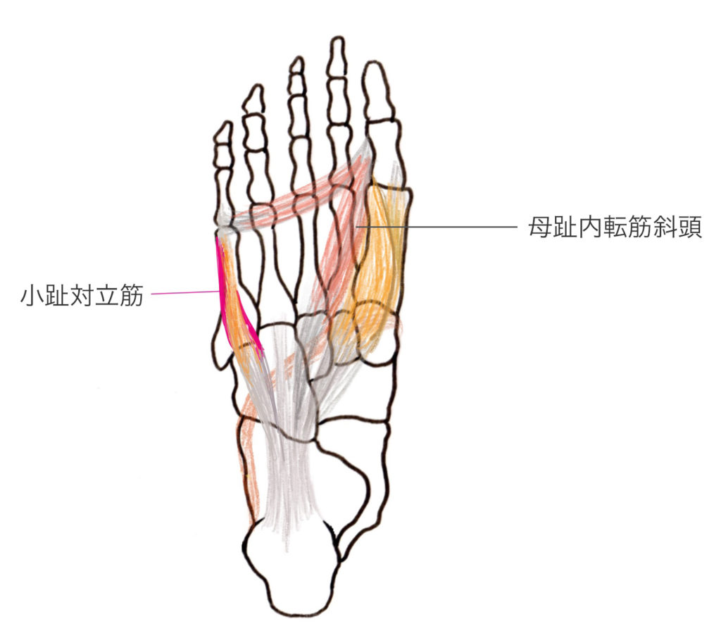 足のアーチ全てに作用する筋肉 小趾対立筋の特徴と作用 やまはたブログ