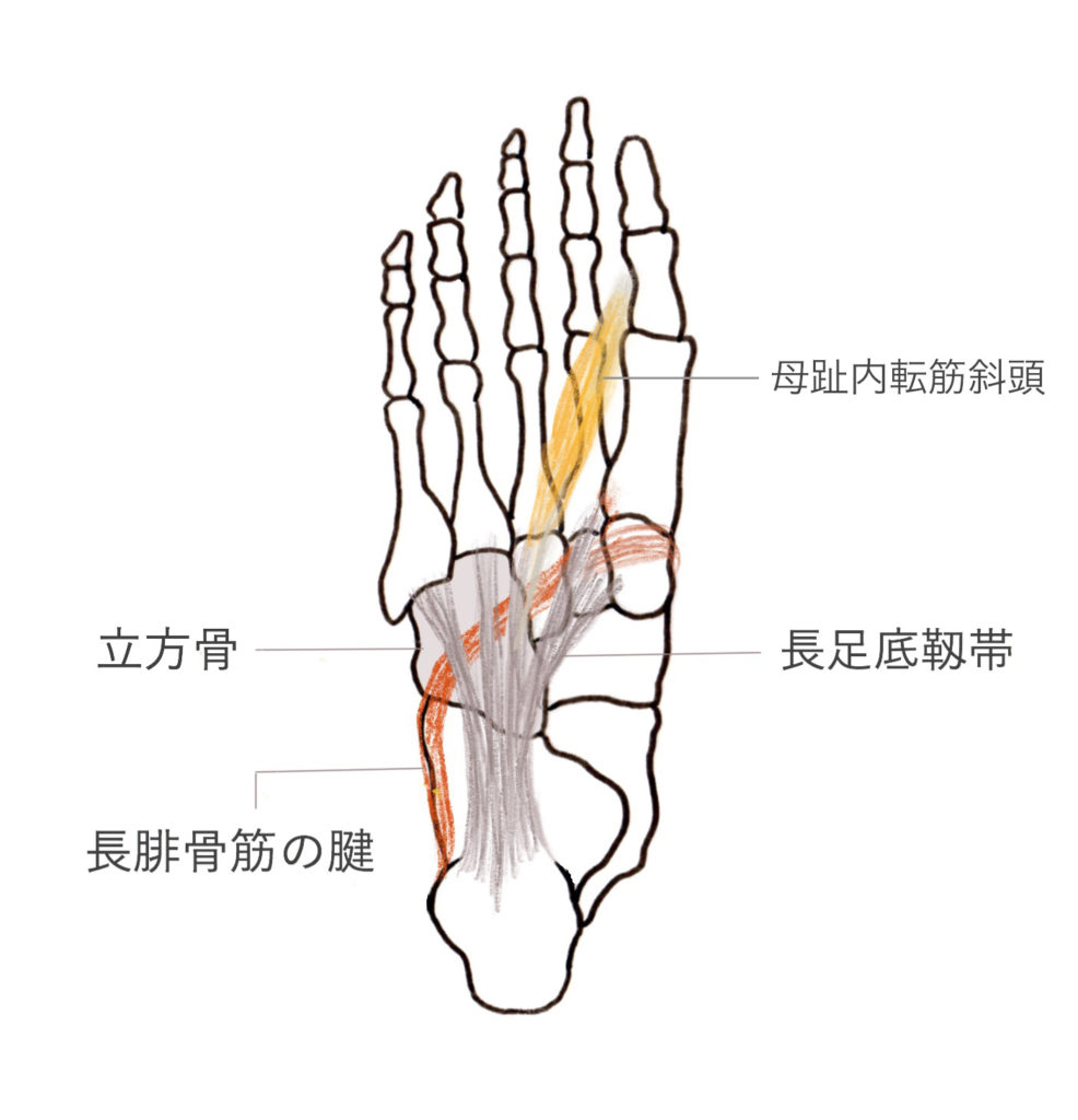 足のアーチ全てに作用する筋肉 小趾対立筋の特徴と作用 やまはたブログ