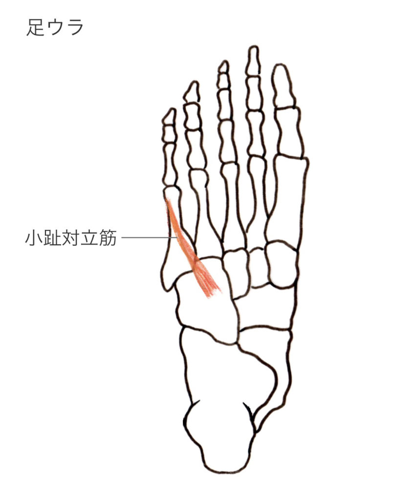 足のアーチ全てに作用する筋肉 小趾対立筋の特徴と作用 やまはたブログ