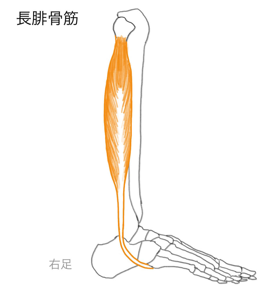 捻挫しないための足首の安定をつくる 長腓骨筋の作用と筋トレ方法